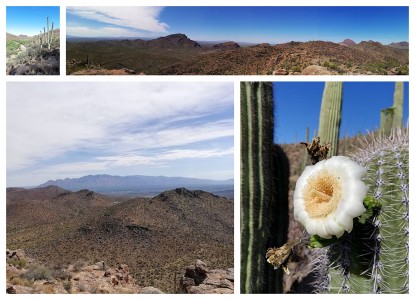 Saguaro National Park (Arizona, USA) [fot. Liliana Siekacz (doktorantka Academii Copernicana)]